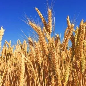 Wheat