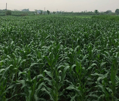 White-maize White Maize