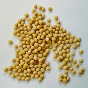 Soy Beans