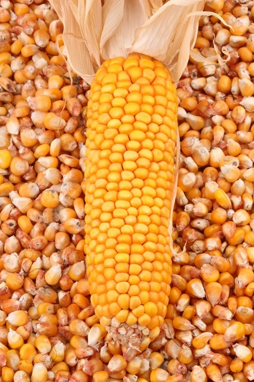 Yellow-maize Yellow Maize